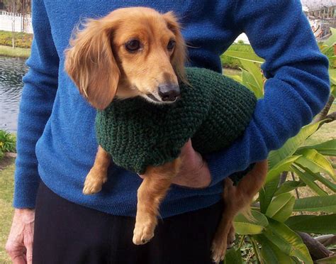 Pdf Download Knit Pattern For Miniature Dachshund Dog Sweater Etsy