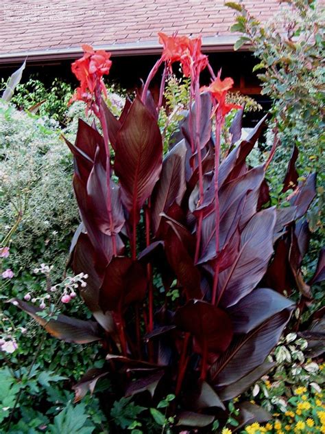 Pin By Butterwort On The Goth Garden Canna Flower Plants Canna Lily
