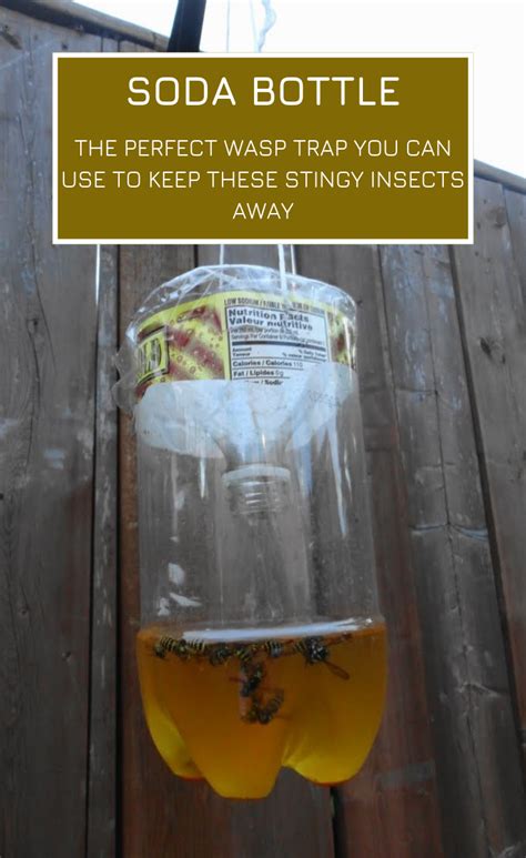 Soda Bottle The Perfect Wasp Trap You Can Use To Keep These Stingy