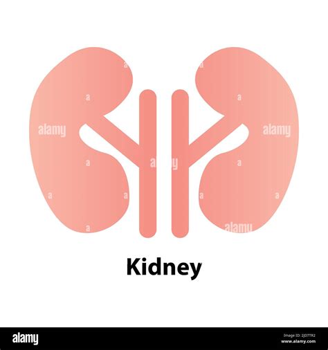Kidney Human Renal Realistic Vector Front View Illustration Isolated