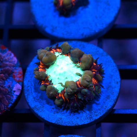 Choose your numbers on a play slip or let the lottery. TCK Spring Sale Event - Starting 3/15 with a R2R Monday ...