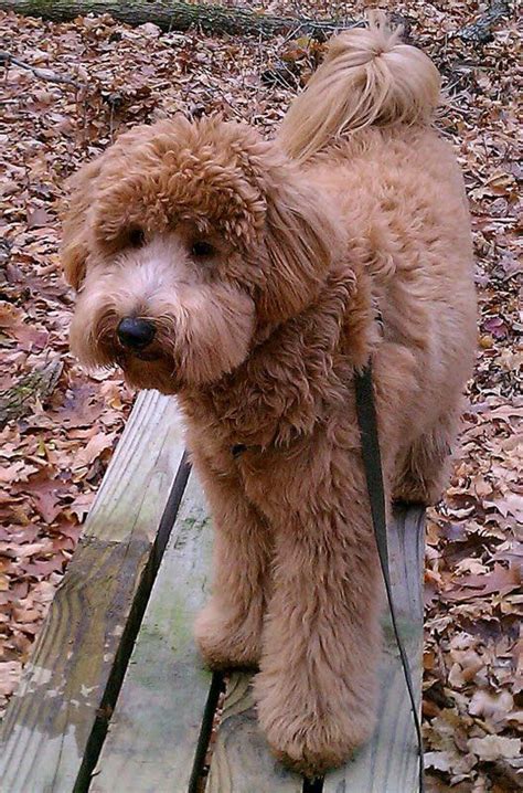 ** this litter will be divided by size according to waitlists **. Bender Mini F1B Goldendoodle (med billeder)
