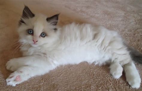 Pictures Of Ragdoll Cats With Their Paws Crossed Cats