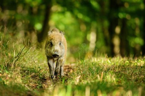 Wild Boar In Colorfull Forest Stock Photo Image Of Baby Germany