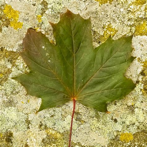 The Tree Trade Norway Maple Grand Fir — Trees Pacific Northwest