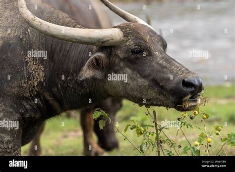 A Thai buffalo seen eating grass on the field, at the Elephant Nature