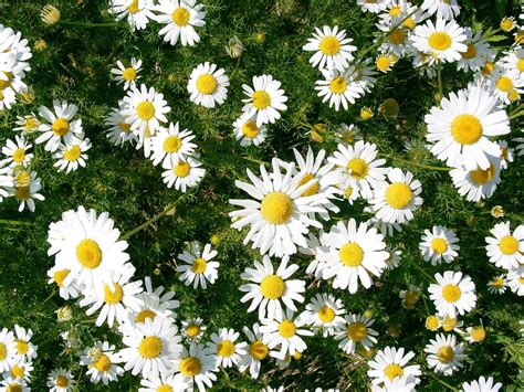 Texture Flower Daisy Free Photo Download Freeimages