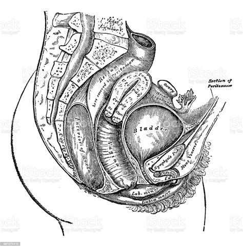 Female Anatomy Diagram Stock Illustration Download Image Now Istock