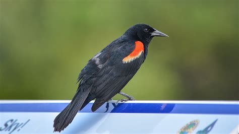 Red Winged Blackbird Florida Hikes