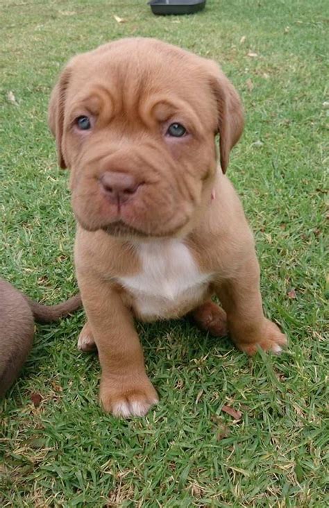 English Mastiff Pitbull Mix Puppies For Sale Petsidi