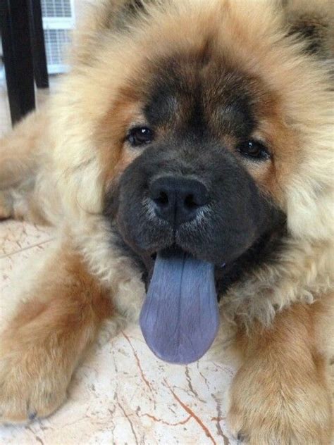Blue Tongue Chow Choe Chow Chow Dogs Boo The Dog Chow Chow