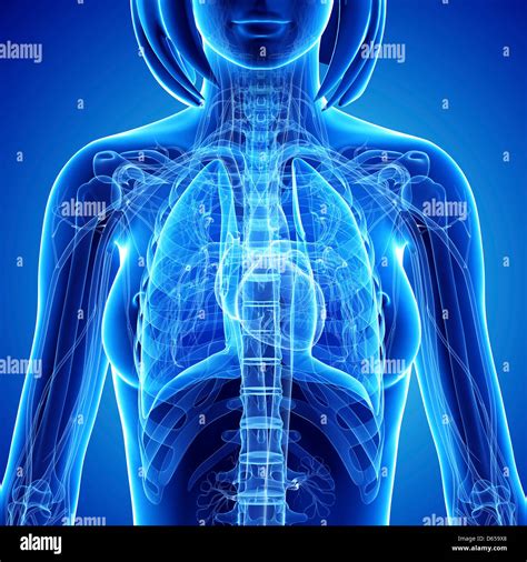 Female Chest Anatomy Hi Res Stock Photography And Images Alamy