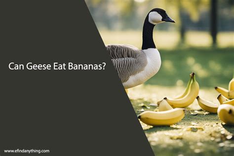 Can Geese Eat Bananas A Comprehensive Guide