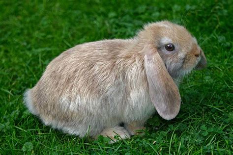 Floppy Eared Bunnies Look Cute But They Suffer More Health Problems