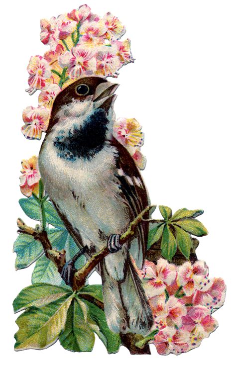 48 Vintage Bird Wallpapers Wallpapersafari