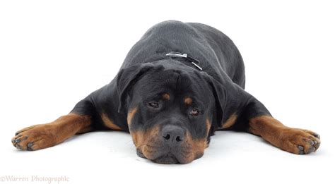 Dog Rottweiler Lying Chin On Floor Photo Wp09774