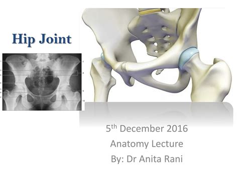 Ppt Hip Joint Powerpoint Presentation Free Download Id625741