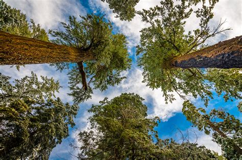 Trees Sky Stems Wallpaper Hd Nature 4k Wallpapers Images Photos