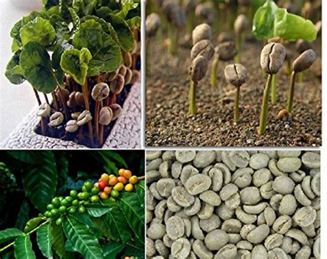 Vasuworld Coffee Beans Bonsai Suitable Tree Plant Seeds10pcsbag Grow