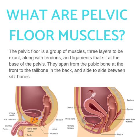 Pelvic Floor Muscles Five Important Roles Propel Physiotherapy
