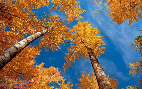 Autumn Trees Forest Sky Wallpaper 2560x1600 601871 Wallpaperup