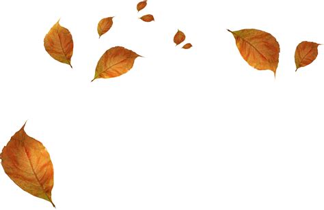 Withered Autumn Leaves Png Download Transparent Background Leaves