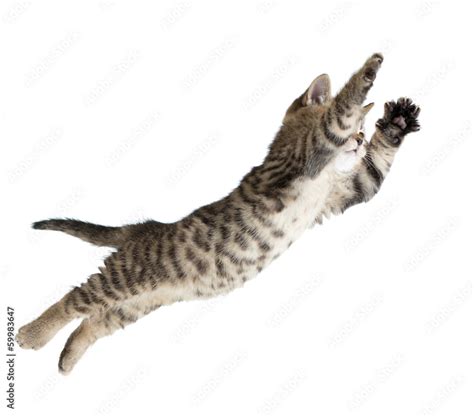 Flying Or Jumping Kitten Cat Isolated On White Stock Photo Adobe Stock