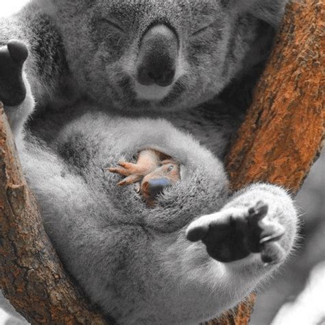 Koala Babies Joeys Are Born Then Crawl Up Into The Moms Pouch To