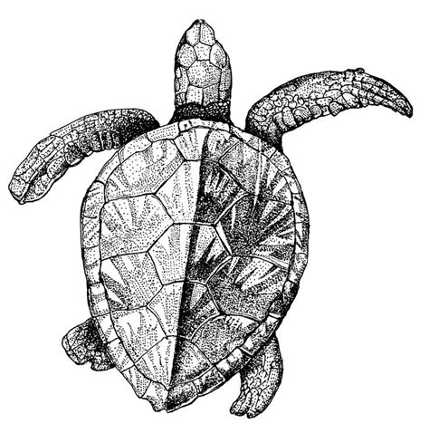 Drawn Sea Life Marine Animal 4 In 2020 Sea Turtle Art