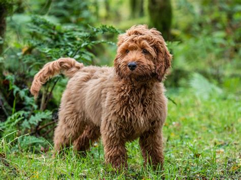 Cockapoo Puppies Full Caring Guide Blog Breed Expert