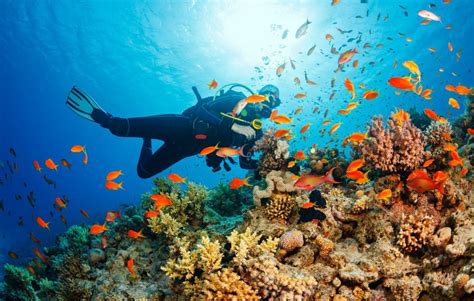 Scuba Diving In Moalboal Cebu Philippines Fasci Garden
