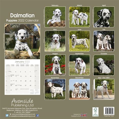 Dalmatian Puppies Calendar Dog Breed Calendars Pet Prints Inc