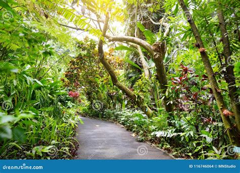 Lush Tropical Vegetation Of The Hawaii Tropical Botanical Garden Of Big
