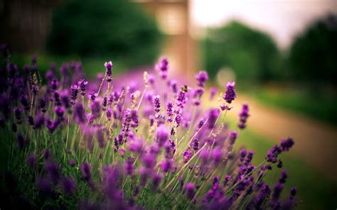 Lavender Wallpapers High Quality Download Free
