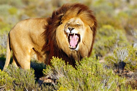 Lion Kills Intern At Us Wildlife Park The Guardian