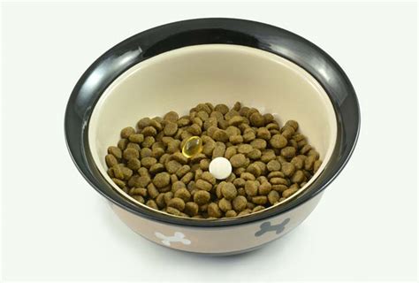 8 Weight Loss Supplements For Dogs Top Dog Tips