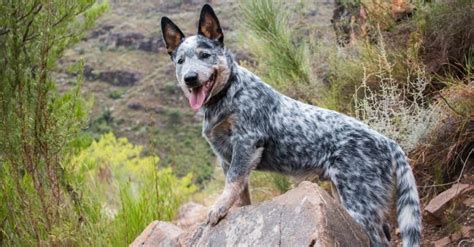 10 Types Of Blue Dog Breeds Unianimal