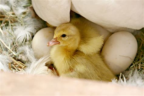 Baby Ducks We Love Little Baby Ducks Morning Bray Farm Baby Ducks