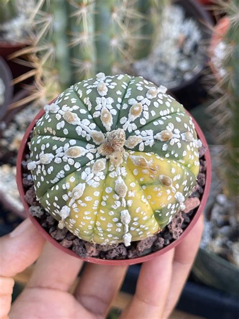 Variegated Astrophytum V Type Live Cactus Rare Plant Etsy