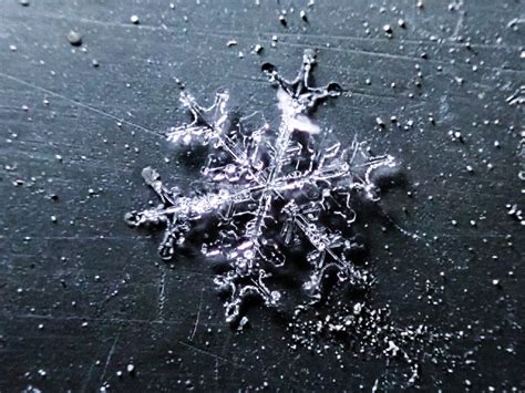 The Weather Network Macro Photography Reveals Remarkable Complexities
