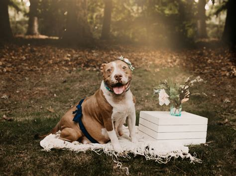 A Shelter Celebrated Its Pregnant Pit Bull With A Maternity Photo Shoot