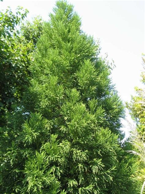 Blue Green Japanese Cedar Cryptomeria Japonica Radicans Upright