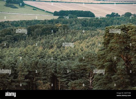 Amazing Forests In The United Kingdom Stock Photo Alamy