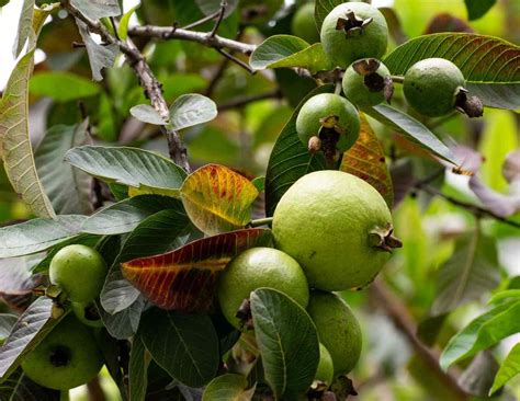 Guava Pests Diseases And Control Guava Plant Care