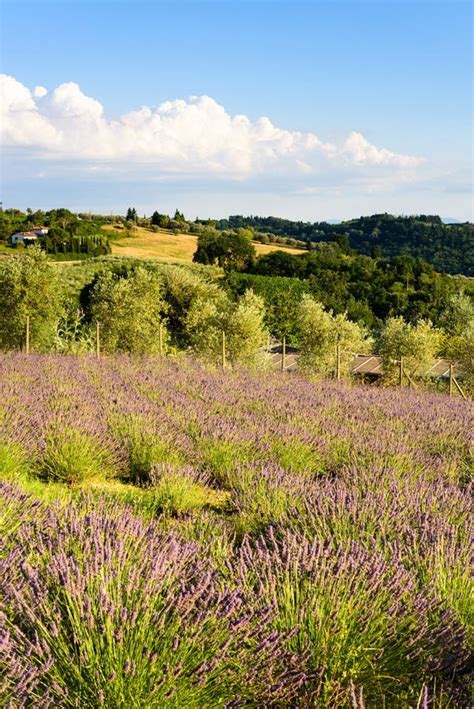 Lavender Field In Tuscany Summer In Italy Stock Photo Image Of