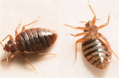 Bugs That Look Like Bed Bugs Beetles And Others That Resemble Or Mistaken