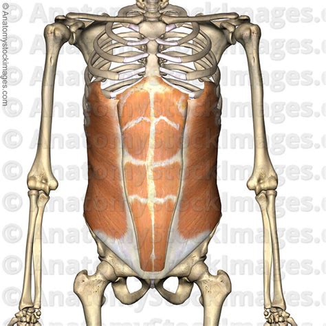 Anatomy Stock Images Torso Abdominal Muscles Musculus Obliques
