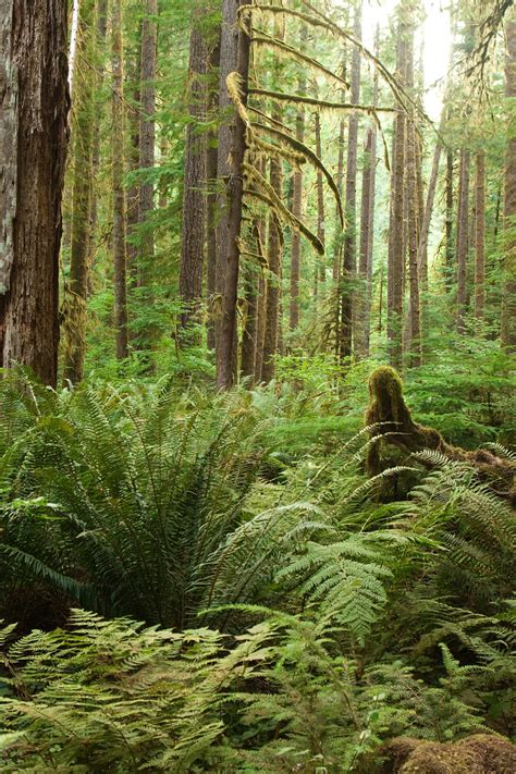 Oregon Rain Forest By Scott T Morrison Photo 4394295 500px