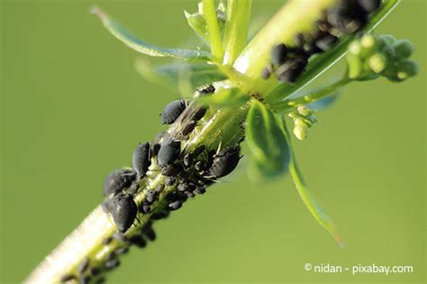 Blattläuse sind einer der häufigsten schädlinge im garten. Schädlinge im Garten: Blattläuse - Garten | HausXXL ...