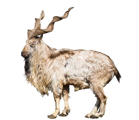 The national animal for pakistan is the. Pakistan's national animal Markhor faces extinction ...